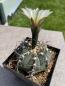 Preview: Gymnocalycium ochoterenae